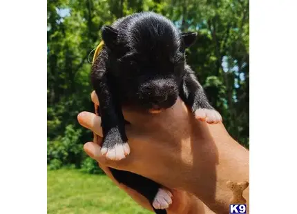 Apollo available Siberian Husky puppy located in LINDALE